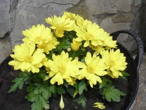 Jardín